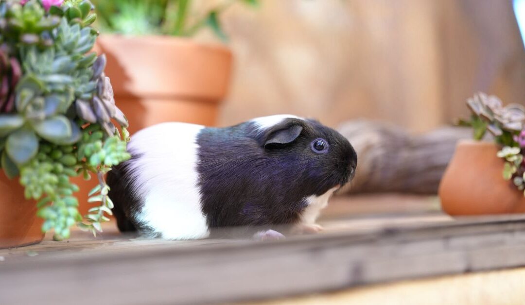 7 Must-Have Products to Keep Your Small Pets Healthy and Happy