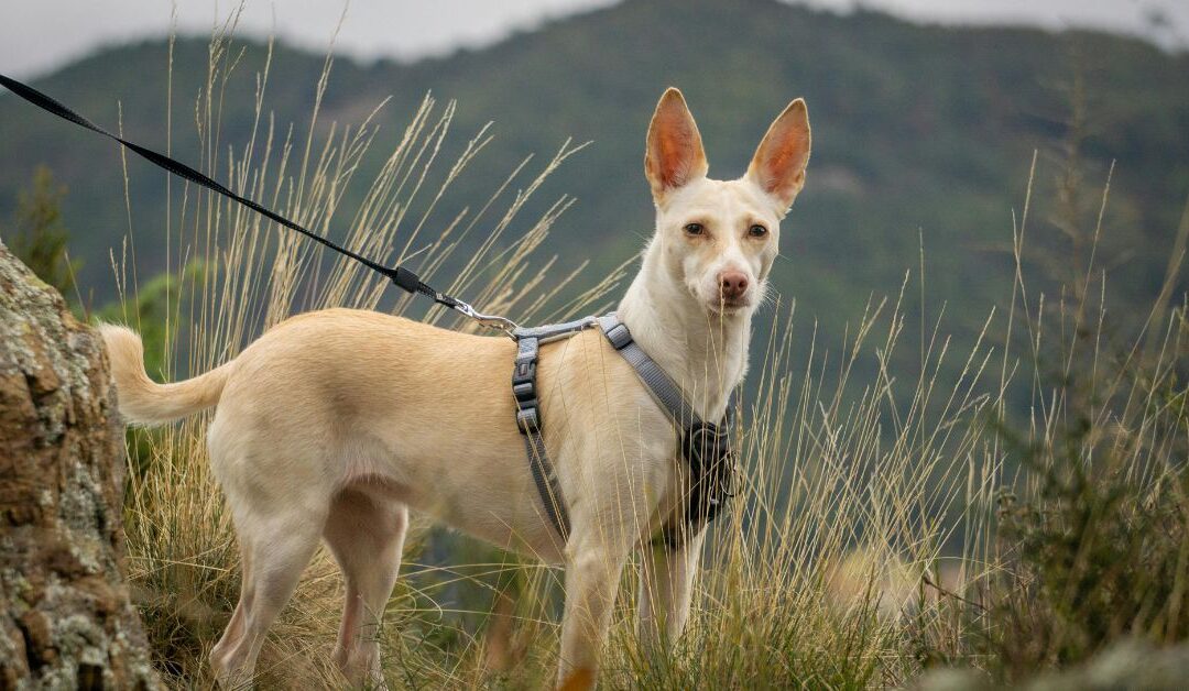 Stop the Tug-of-War: How a Retractable Dog Leash Makes Walks Stress-Free in 2026