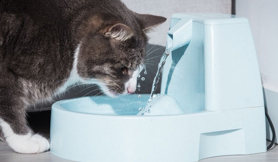 How to Keep Your Cats Hydrated and Healthy with the Right Water Solution