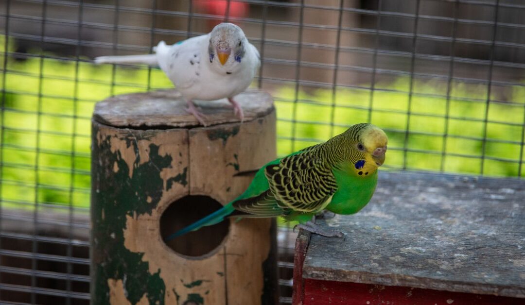 The Secret to Stress-Free Birds: Cage Accessories That Actually Work