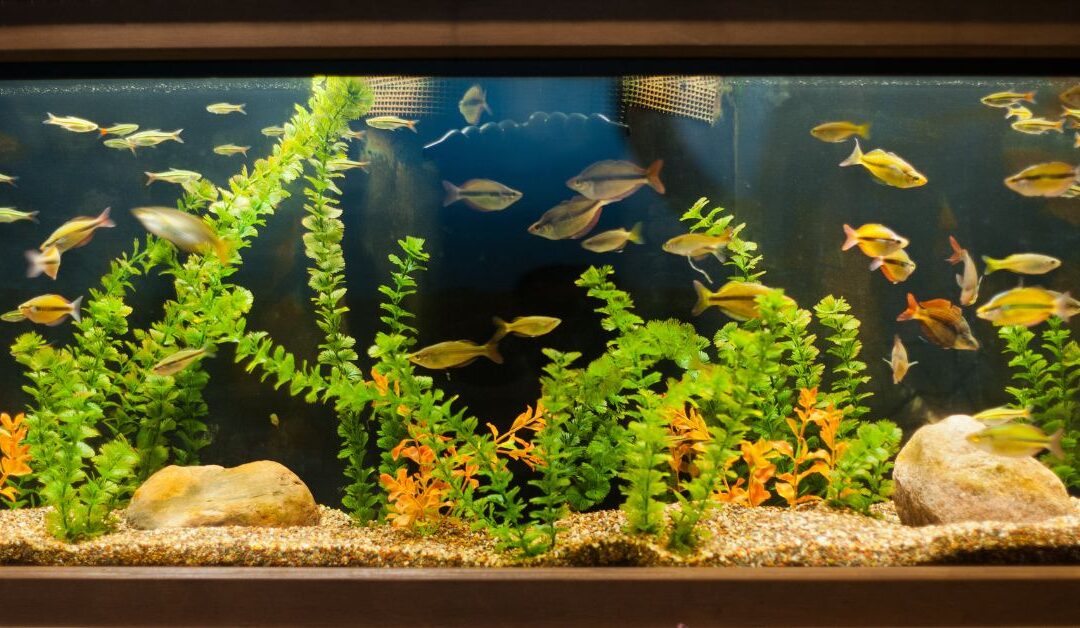 How to Keep Your Aquatic Pets Healthy with the Right Filtration System