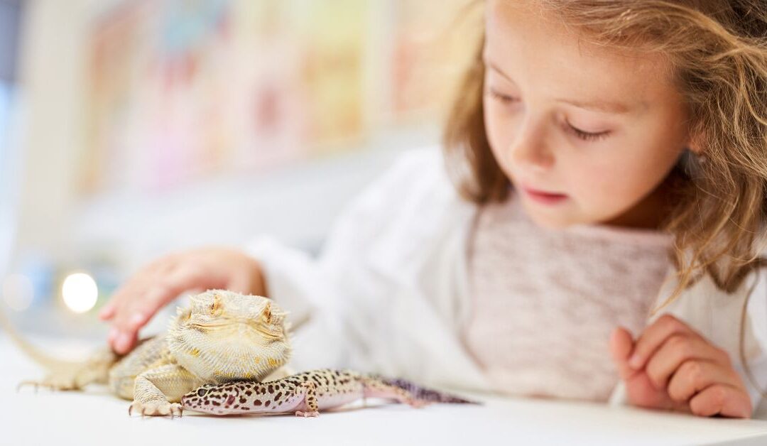 Choosing the Right Hiding Spots for Your Reptiles: Why Cork Bark Flats Make a Difference