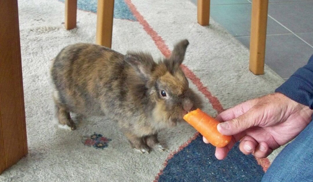 Why Automatic Waterers Are Safer Than Bowls for Your Rabbit