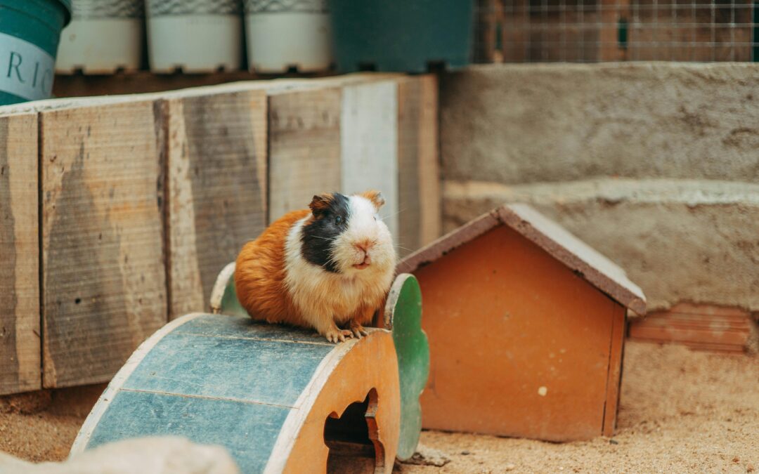 Playtime Matters: Boost Your Guinea Pig’s Happiness with the Right Toys